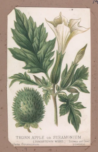Thorn Apple or Stramonium from the Plants series by Louis Prang & Co., print, 1862-1869