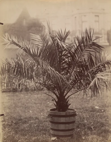 Palmier by Eugène Atget, photograph, 1900
