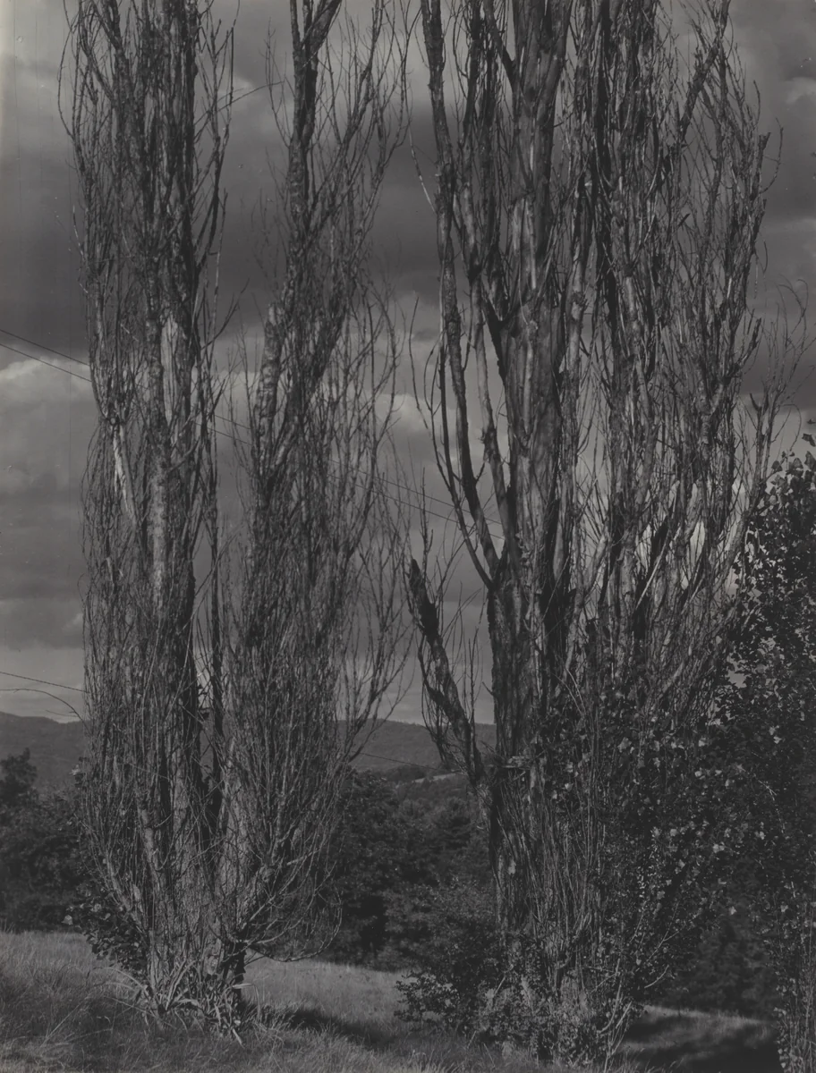 Poplars—Lake George by Alfred Stieglitz, photograph, 1936