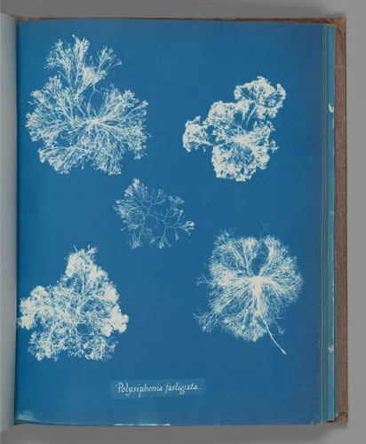 Polysiphonia fastigiata by Anna Atkins, photograph, 1851-1855