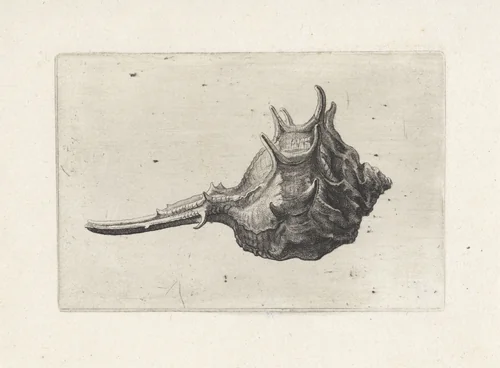 Schelp, murex brevispina by Wenceslaus Hollar, print, 1644-1652