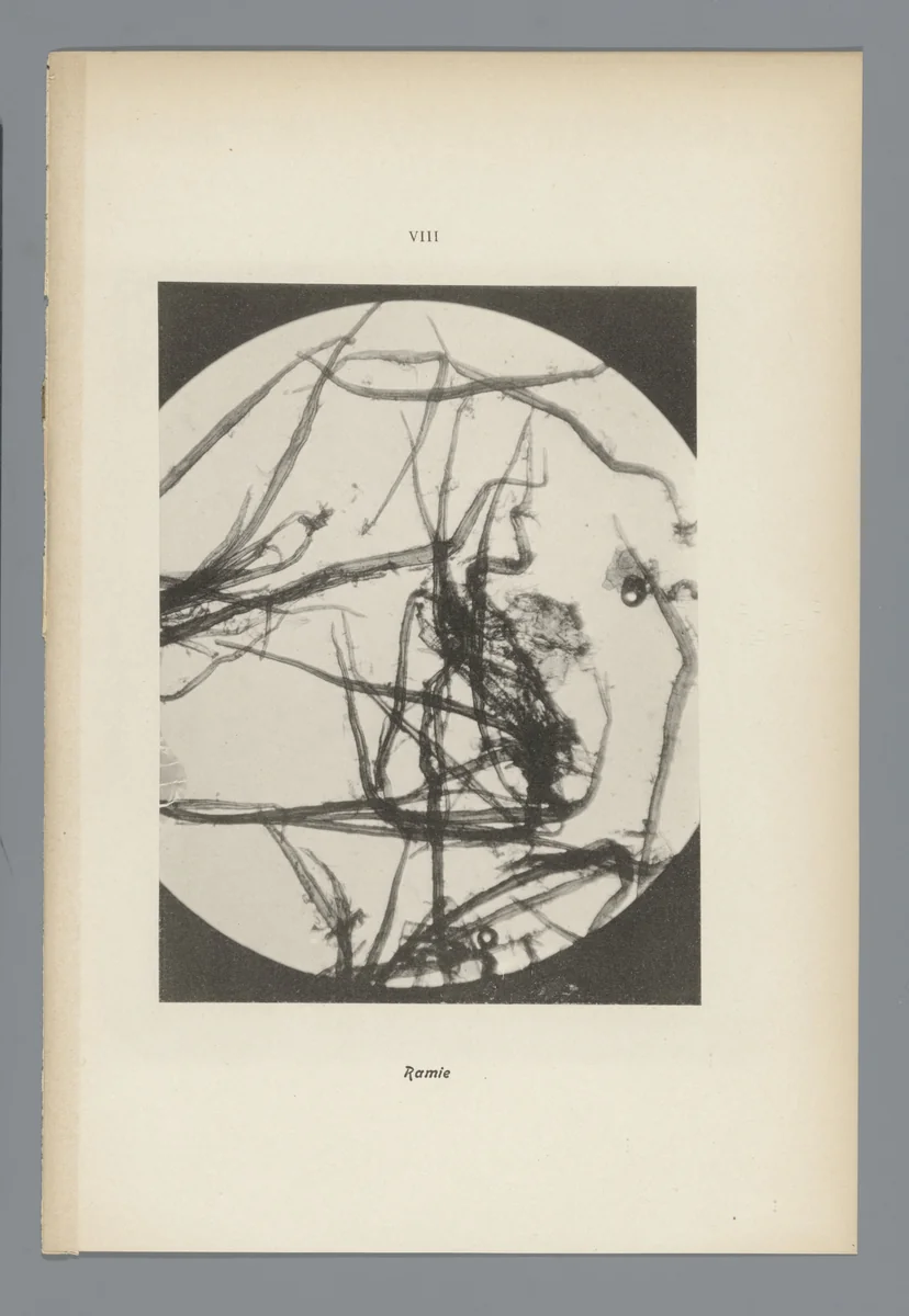 Microfoto’s van papiervezels by anonymous, photograph, 1900