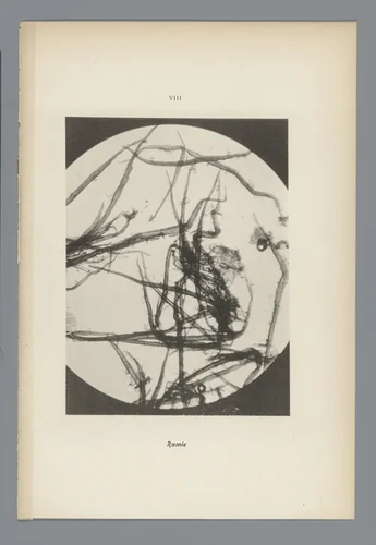 Microfoto’s van papiervezels by anonymous, photograph, 1900