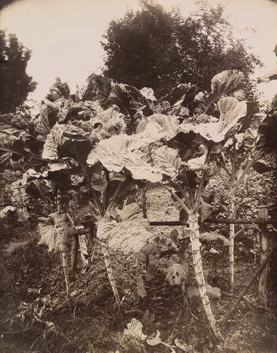 Choux by Eugène Atget, photograph, 1919
