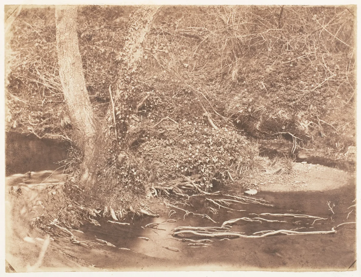 [Tree and Brush in Creek Scene] by John Dillwyn Llewelyn, photograph, 1853-1856