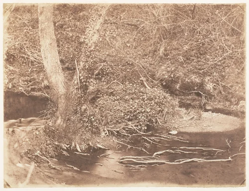 [Tree and Brush in Creek Scene] by John Dillwyn Llewelyn, photograph, 1853-1856