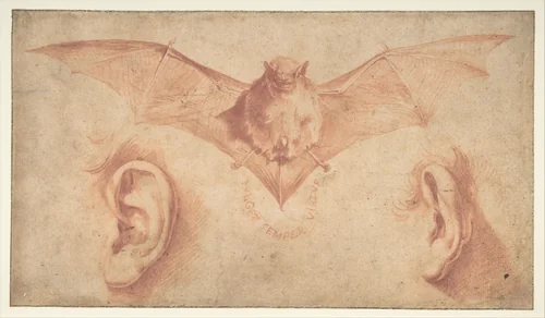 Studies of Two Ears and of a Bat. Below, the motto: FULGET SEMPER VIRTUS by Jusepe de Ribera, drawing, 1591-1652