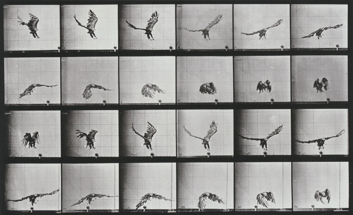 Plate Number 771. American eagle flying near the ground by Eadweard Muybridge, photograph, 1887