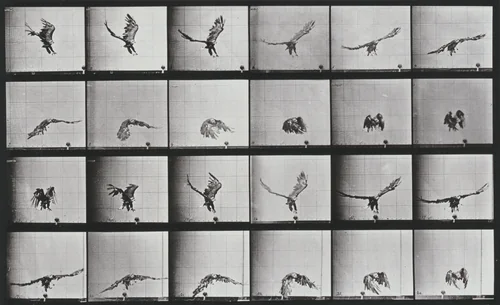 Plate Number 771. American eagle flying near the ground by Eadweard Muybridge, photograph, 1887