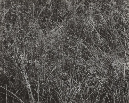Grass by Alfred Stieglitz, photograph, 1933