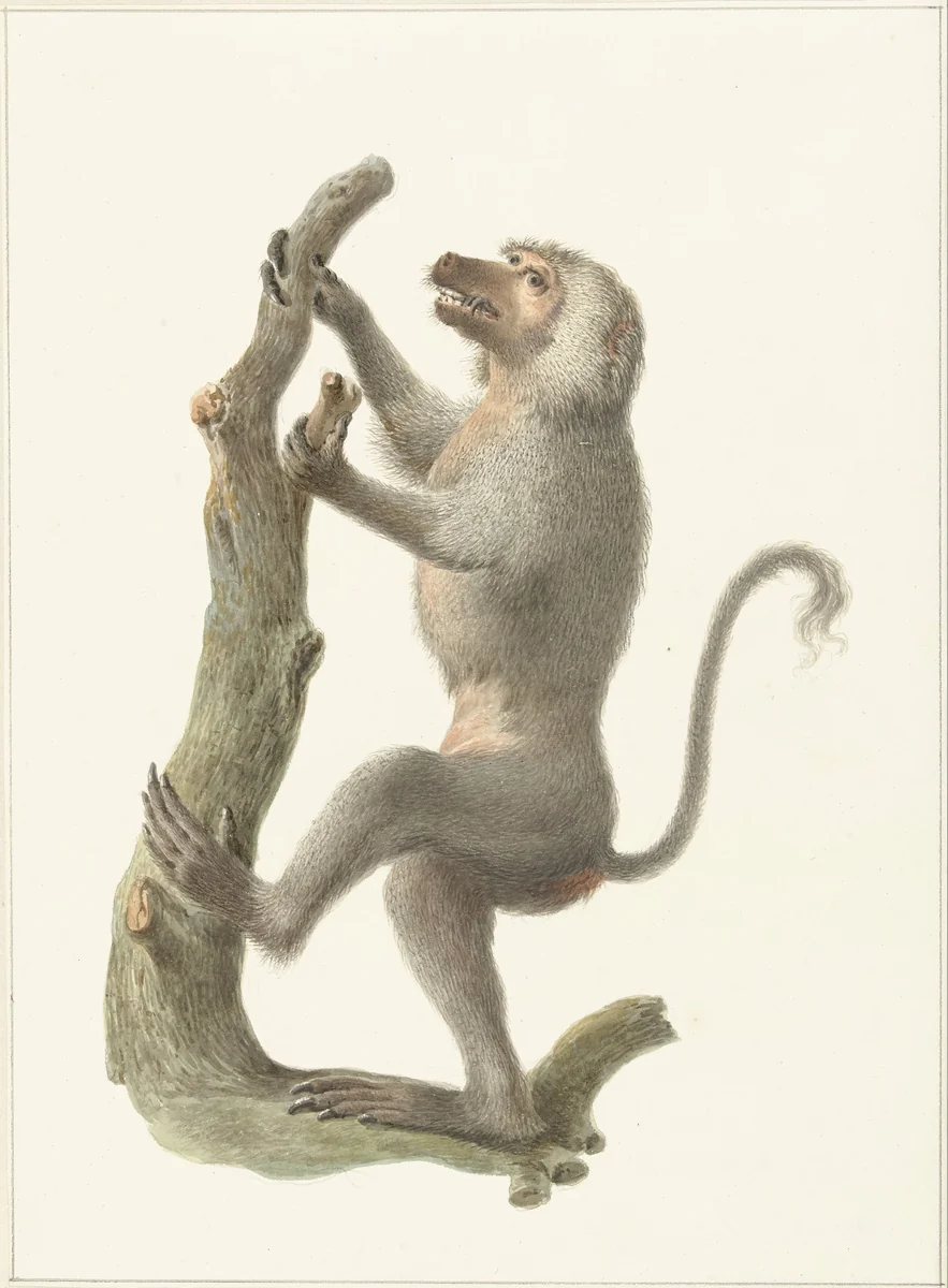 Mantelbaviaan by Pieter Pietersz. Barbiers, drawing, 1759-1842