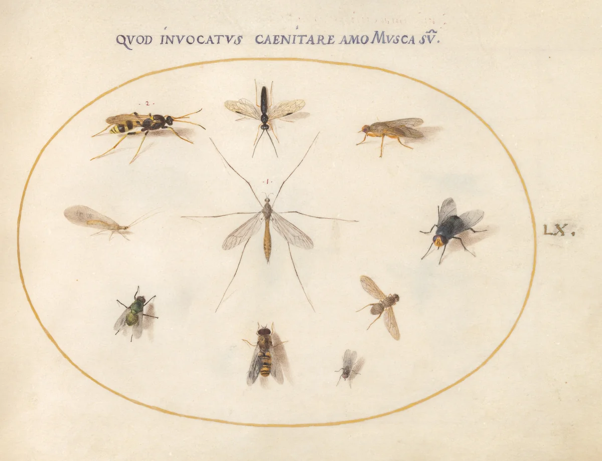 Plate 60: Flies and Other Insects by Joris Hoefnagel, drawing, 1570-1599