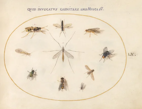 Plate 60: Flies and Other Insects by Joris Hoefnagel, drawing, 1570-1599