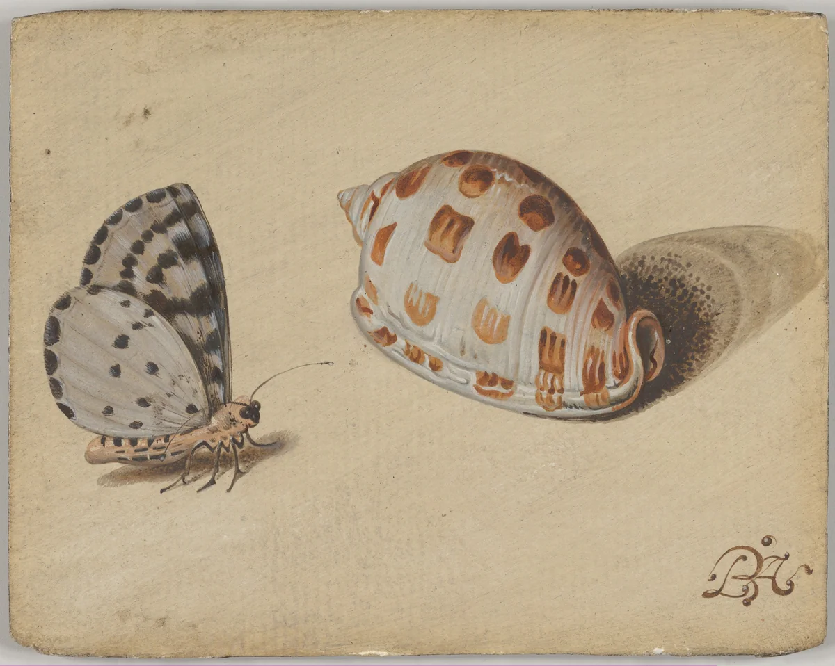 An Arrowhead Blue Butterfly and a Scotch Bonnet Sea Shell by Balthasar van der Ast, drawing, 1605-1657