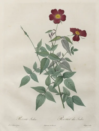 Les Roses: Rosa indica by Henry Joseph Redouté, print, 1817-1924