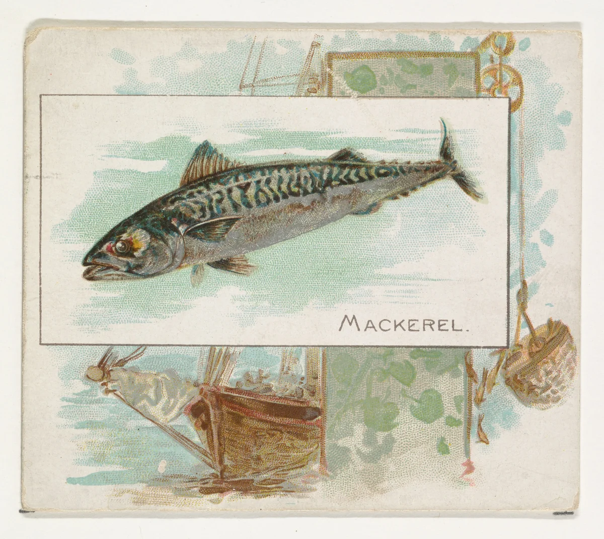 Mackerel, from Fish from American Waters series (N39) for Allen & Ginter Cigarettes by Allen & Ginter, print, 1889