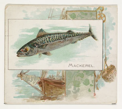 Mackerel, from Fish from American Waters series (N39) for Allen & Ginter Cigarettes by Allen & Ginter, print, 1889