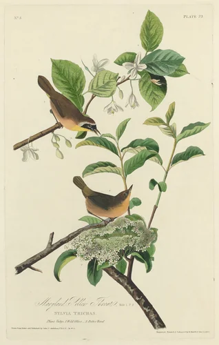 Maryland Yellow Throat by Robert Havell, Jr.; John James Audubon, print, 1827
