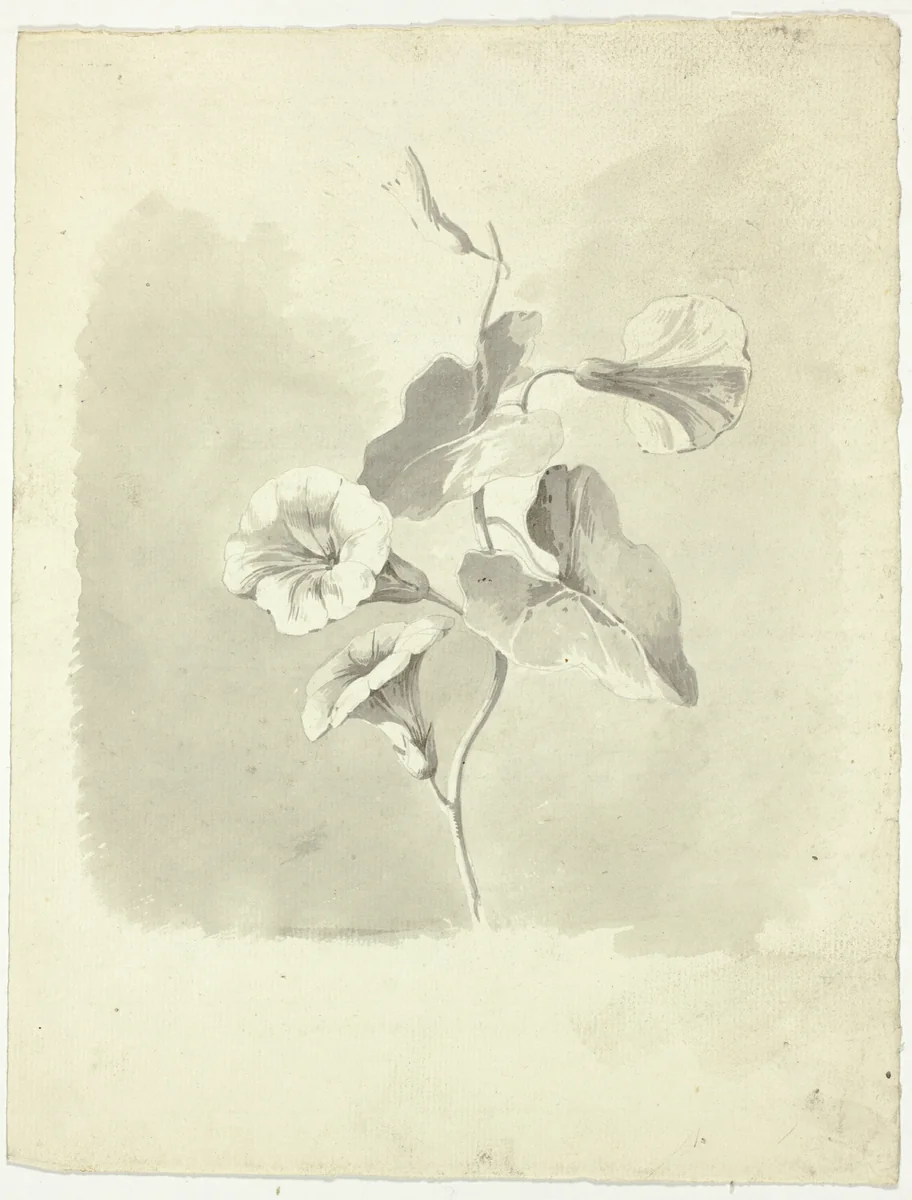 Morning Glories by Pierre Antoine Mongin, drawing, 1781-1827