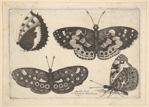 Four Butterflies by Wenceslaus Hollar, print, 1646