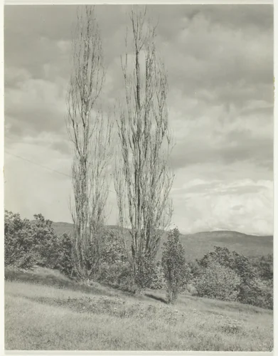 Poplars—Lake George by Alfred Stieglitz, photograph, 1935