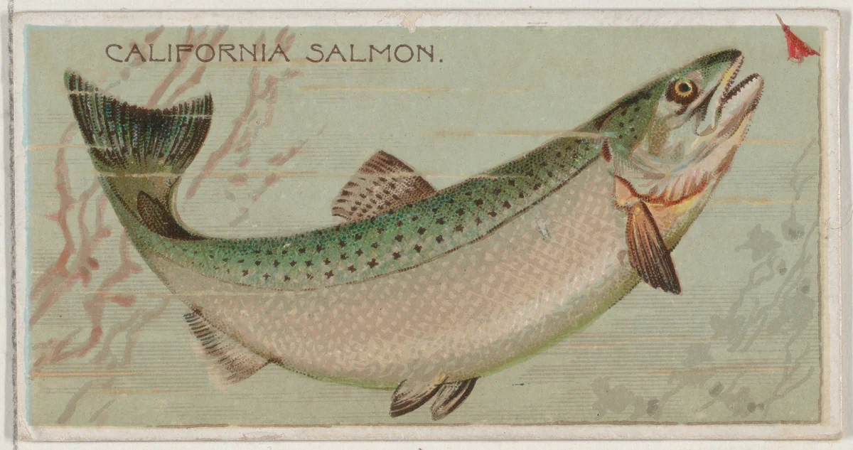 California Salmon, from the series Fishers and Fish (N74) for Duke brand cigarettes by Knapp & Company, print, 1888