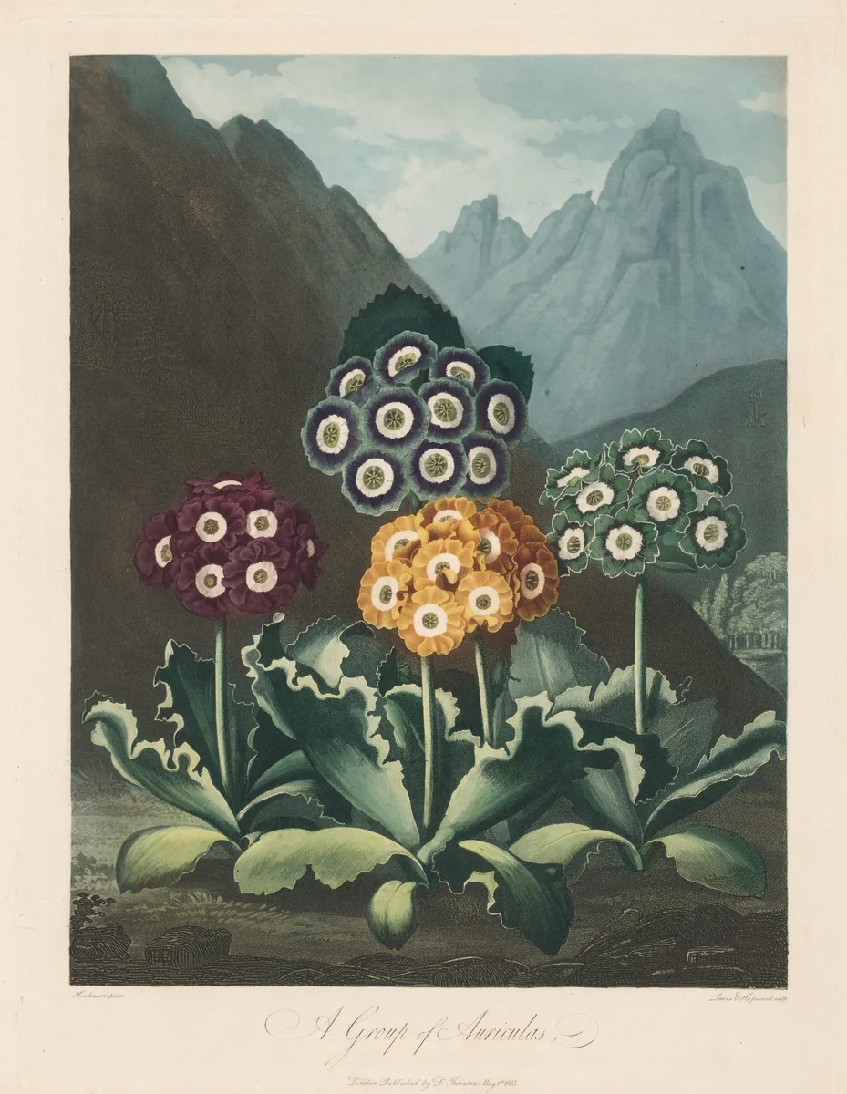The Temple of Flora, or Garden of Nature: A Group of Auriculas by Robert John Thornton, print, 1803