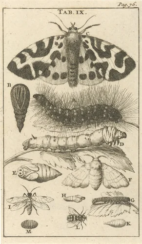 Rupsen, poppen en vlinders IX by Jan Luyken, print, 1680
