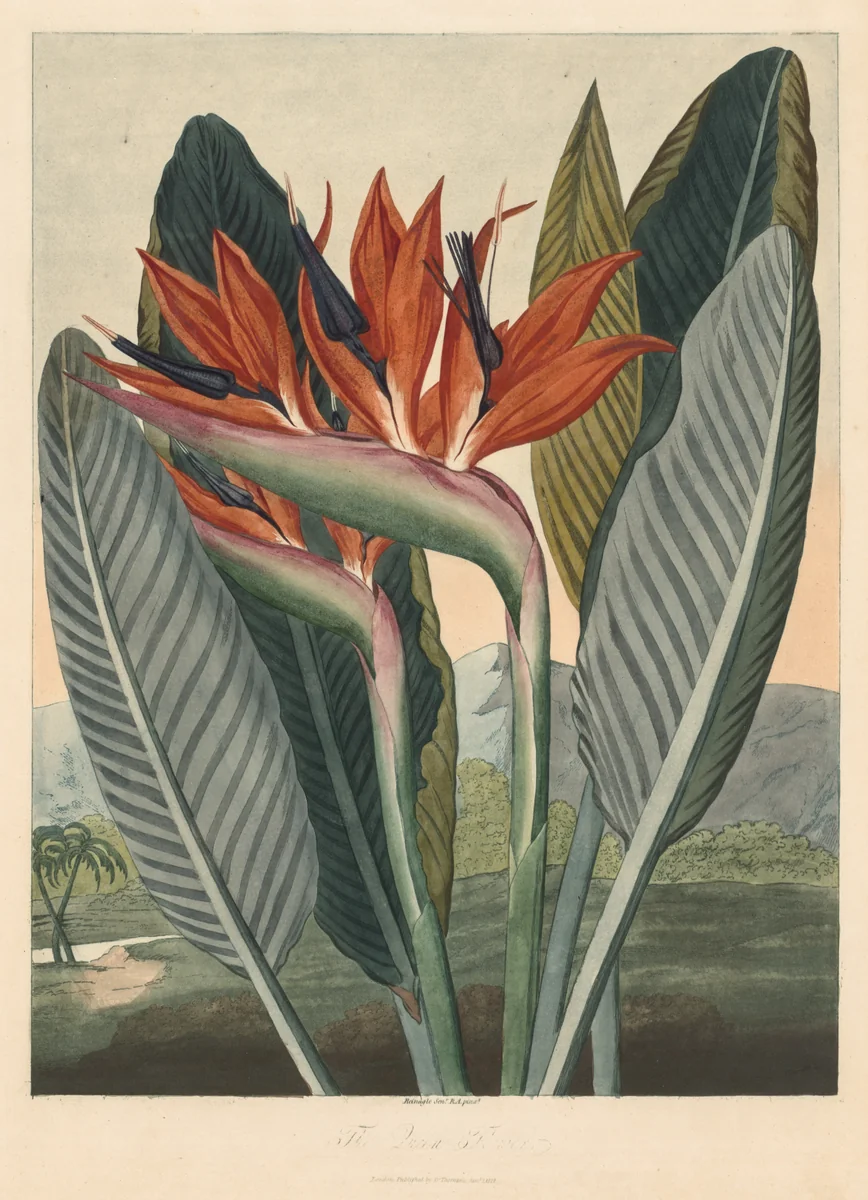 The Temple of Flora; or Garden of Nature: The Queen Flower by Philip Reinagle, print, 1812