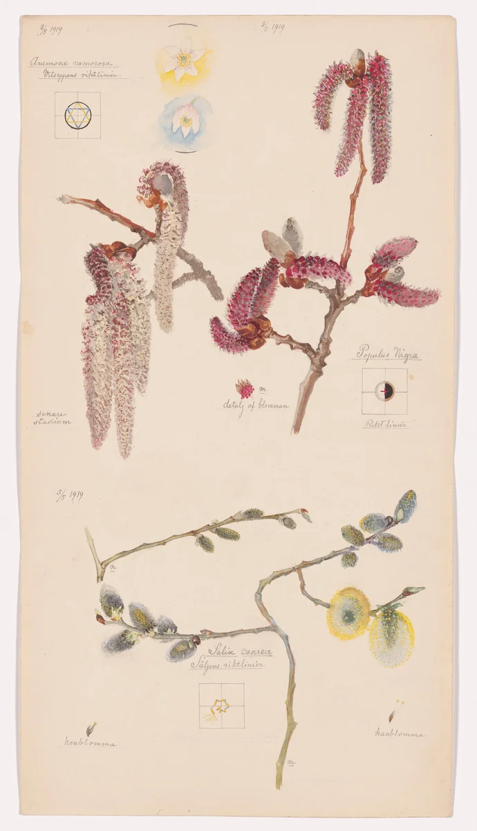 Anemone nemorosa (European Thimbleweed), Populus nigra (Lombardy Poplar), Salix caprea (Goat Willow). Sheet 3 from the portfolio Nature Studies by Hilma af Klint, drawing, 1919