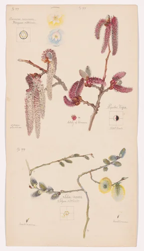 Anemone nemorosa (European Thimbleweed), Populus nigra (Lombardy Poplar), Salix caprea (Goat Willow). Sheet 3 from the portfolio Nature Studies by Hilma af Klint, drawing, 1919