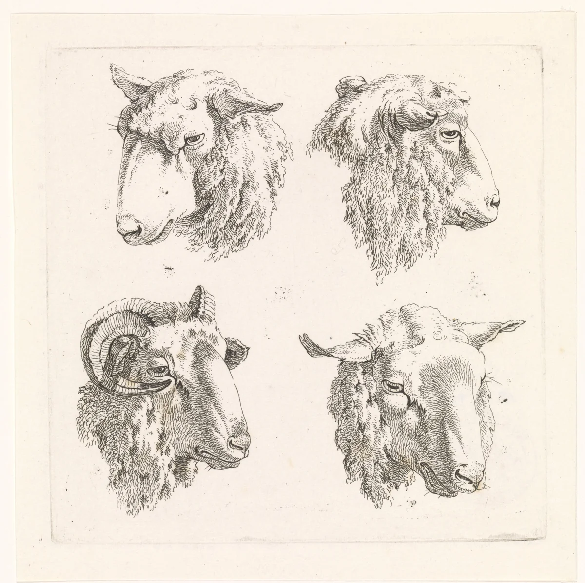 Vier schaapskoppen by Barend Hendrik Thier, print, 1755-1811