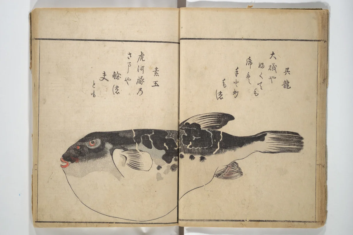 The Servants of the Dragon King of the Sea: Fish and Shells (Tatsu no miyatsuko gyokai fu) 龍の宮津子魚貝譜 by Kuwagata Keisai (鍬形蕙斎), book, 1802