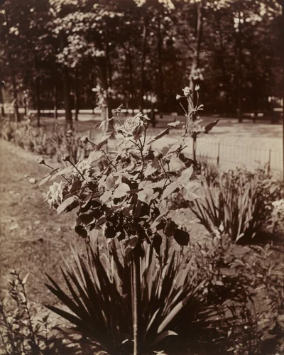 Rosier by Eugène Atget, photograph, 1900