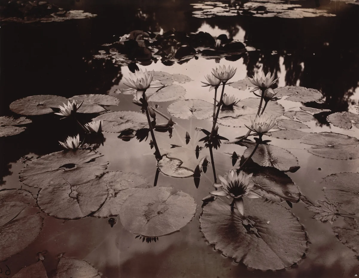 Nymphéa by Eugène Atget, photograph, 1910