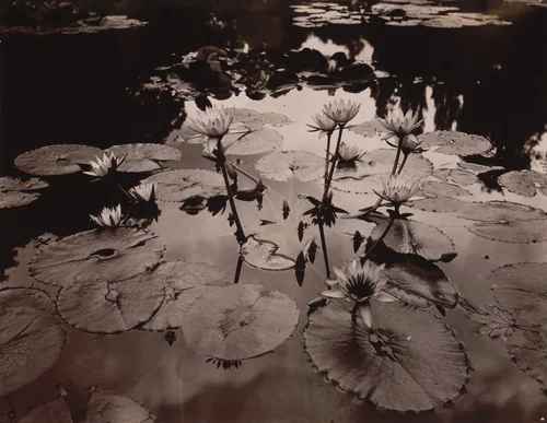 Nymphéa by Eugène Atget, photograph, 1910