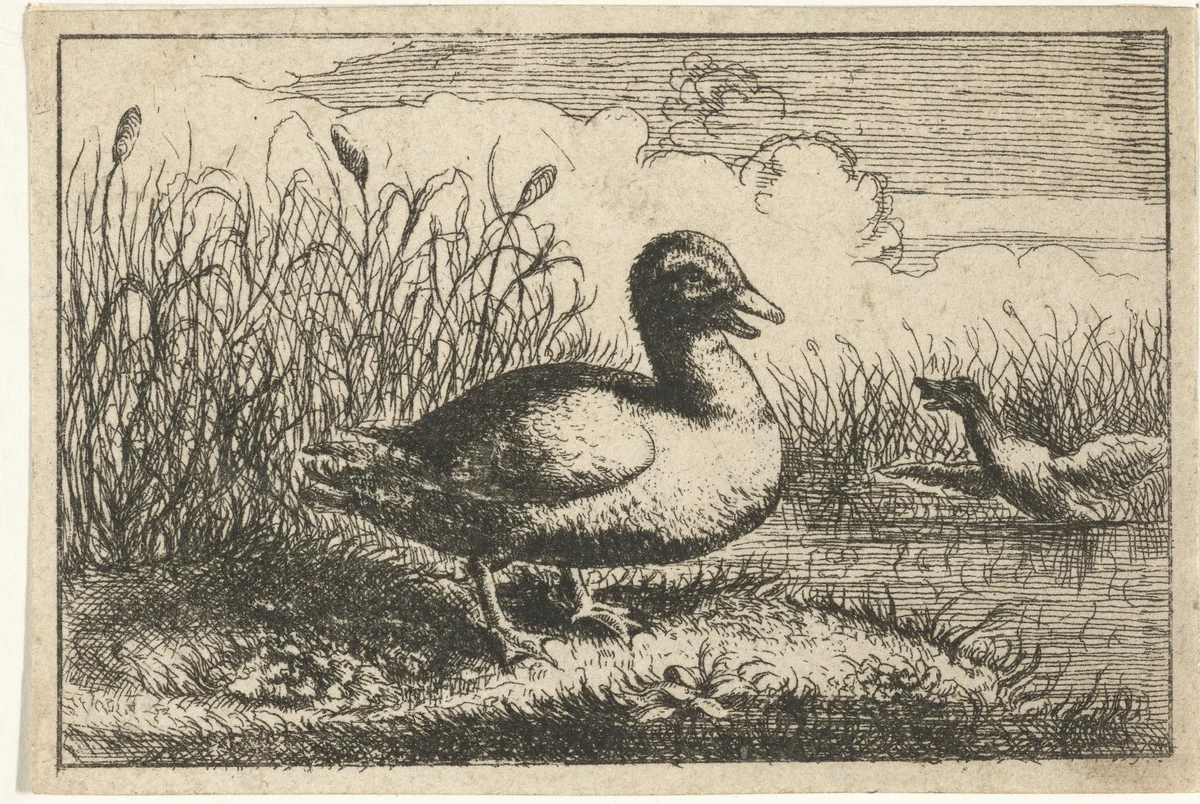 Landschap met wilde eend by anonymous, print, 1659-1741
