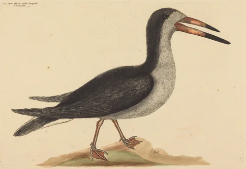 The Cutwater (Rhynchops nigra) by Mark Catesby, print, 1731-1743