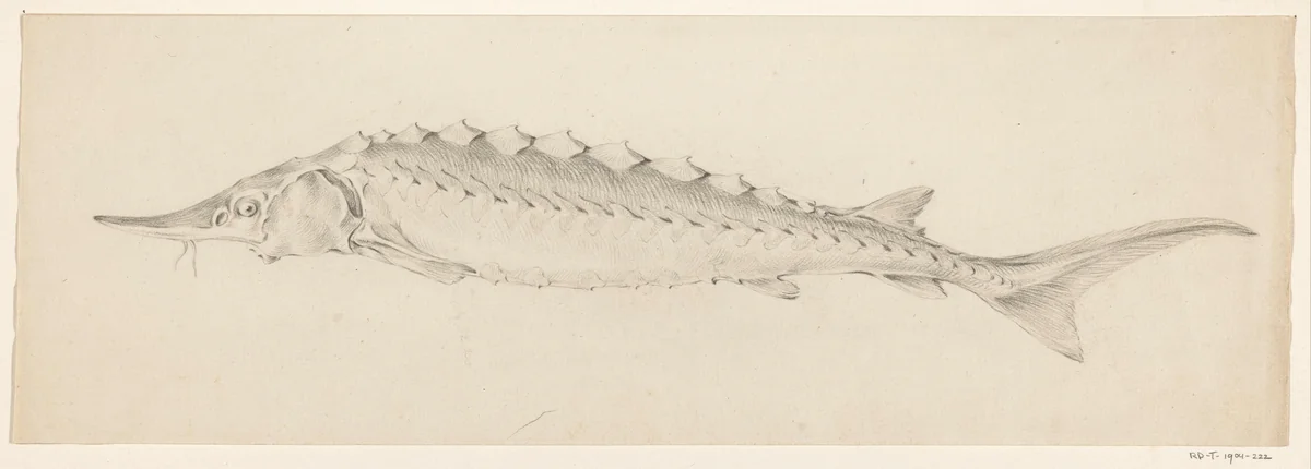 Vis, naar links by Jean Bernard, drawing, 1775-1833