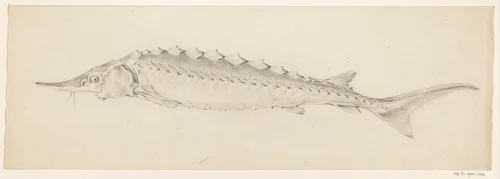 Vis, naar links by Jean Bernard, drawing, 1775-1833