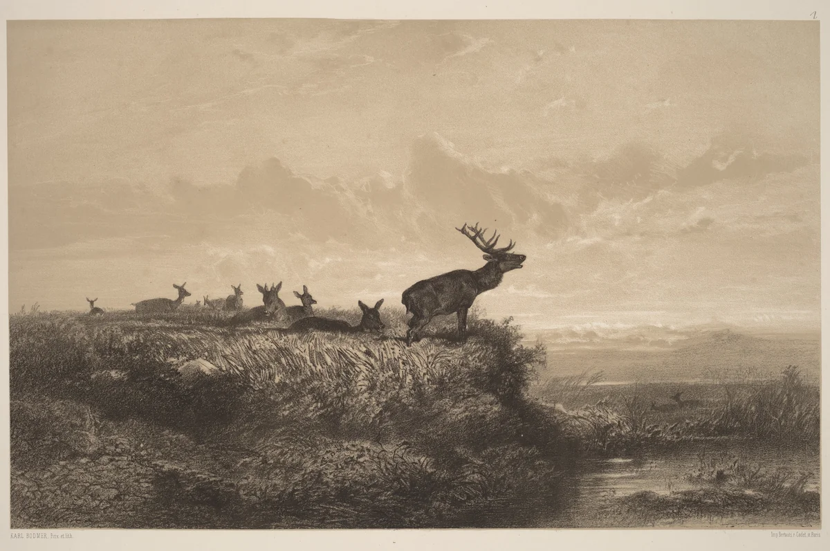 Le Matin. Cerf et Biches by Karl Bodmer, print, 1809-1893