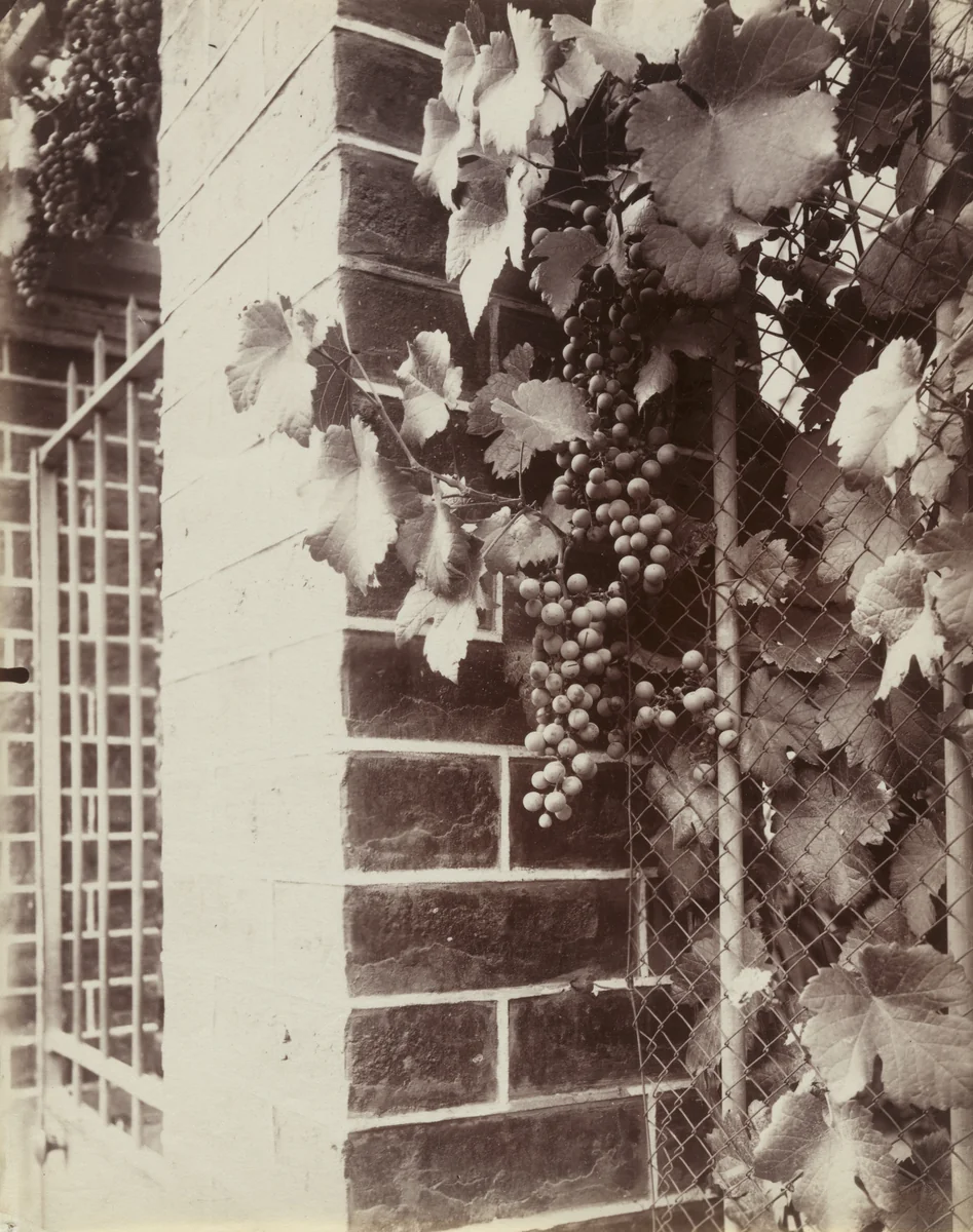 Vigne by Eugène Atget, photograph, 1900