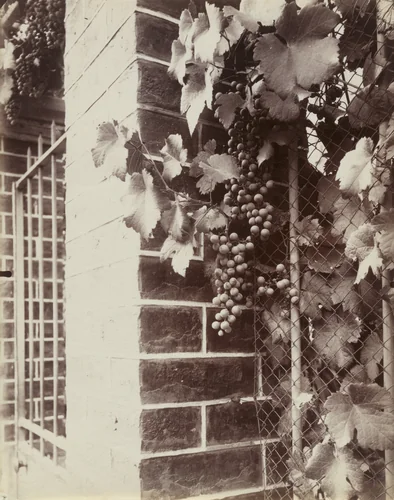 Vigne by Eugène Atget, photograph, 1900