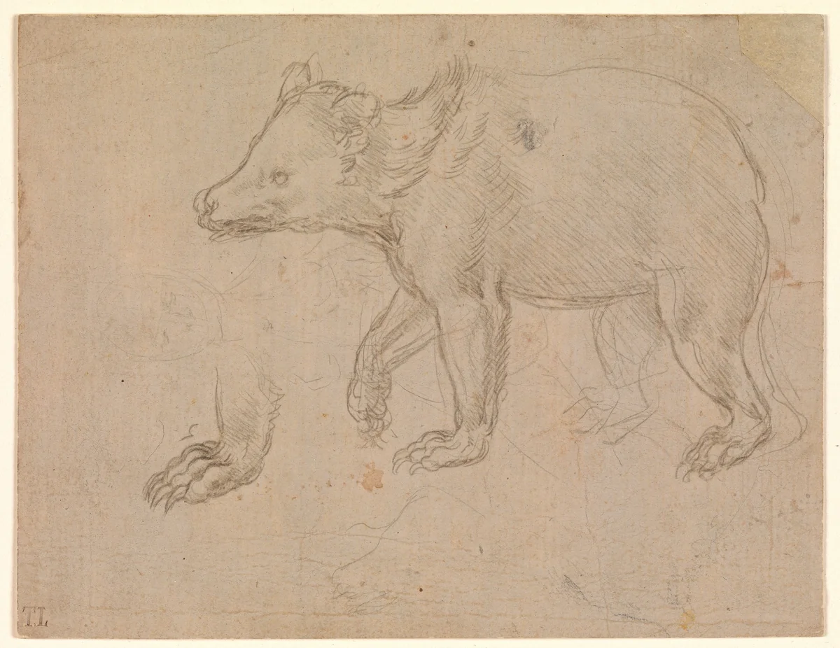 A Bear Walking by Leonardo da Vinci, drawing, 1477-1487