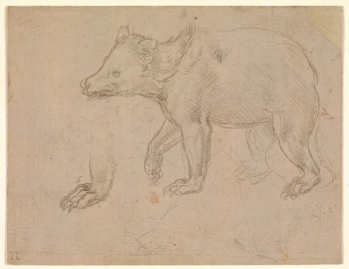 A Bear Walking by Leonardo da Vinci, drawing, 1477-1487