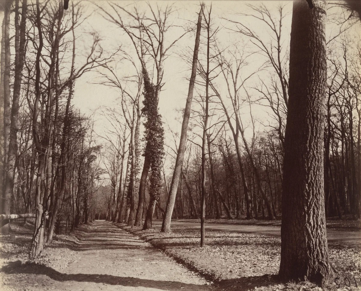 Saint-Cloud by Eugène Atget, photograph, 1922