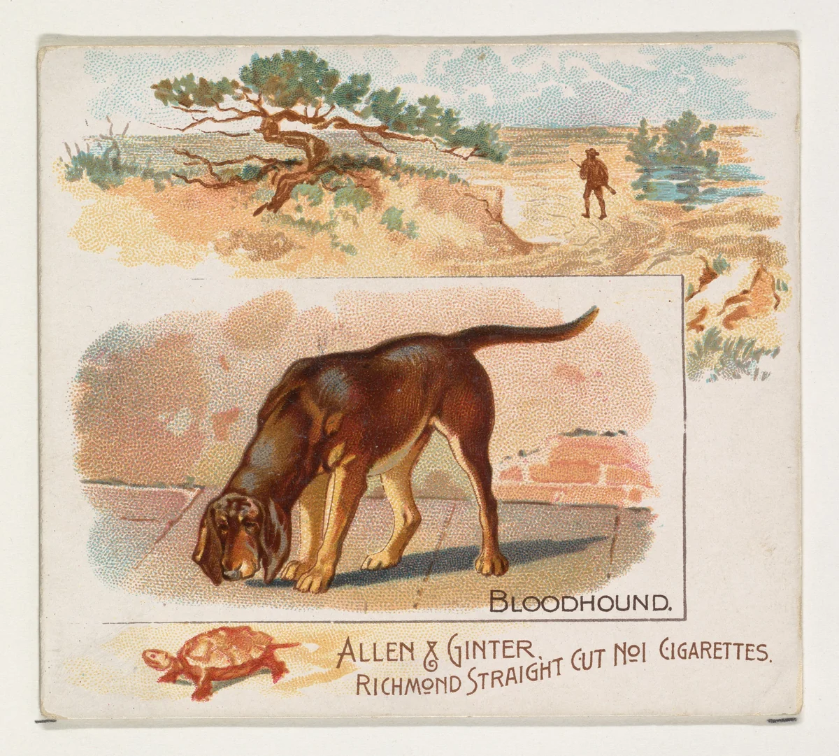 Bloodhound, from Quadrupeds series (N41) for Allen & Ginter Cigarettes by Allen & Ginter, print, 1890