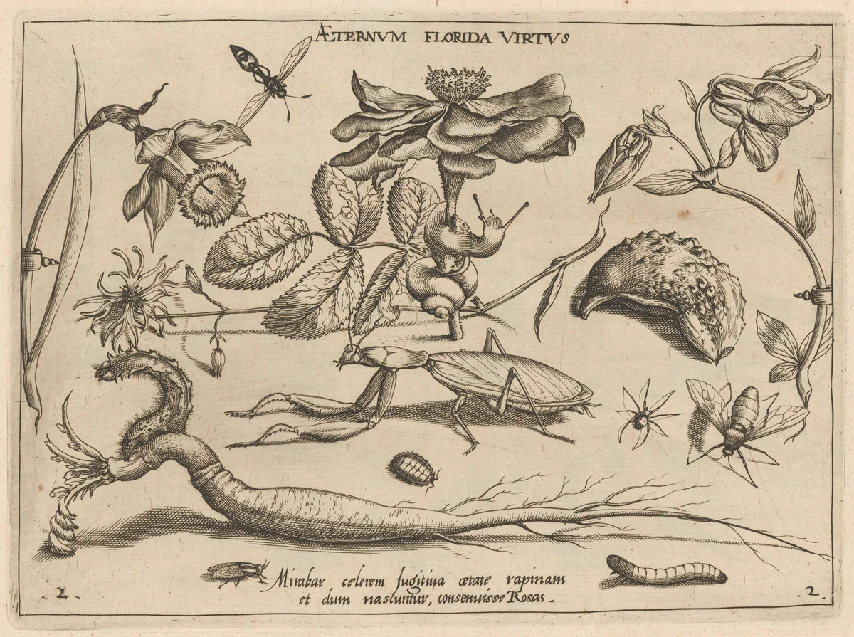 Archetypa studiaque patris Georgii Hoefnagelii [Part 2, Plate 2] by Jacob Hoefnagel; Joris Hoefnagel, print, 1592