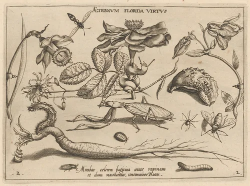 Archetypa studiaque patris Georgii Hoefnagelii [Part 2, Plate 2] by Jacob Hoefnagel; Joris Hoefnagel, print, 1592