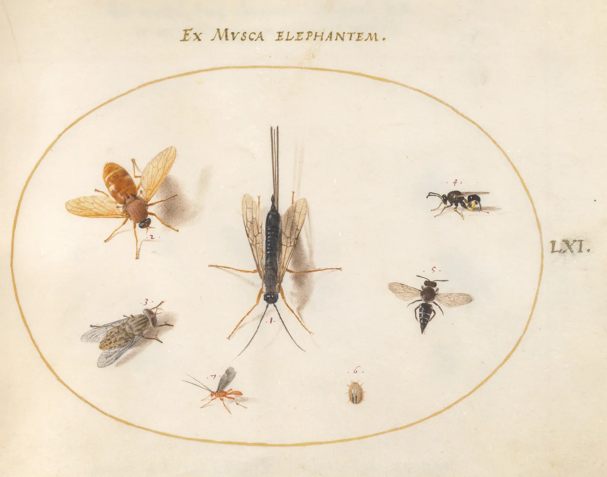 Plate 61: Seven Insects, Including Flies by Joris Hoefnagel, drawing, 1570-1599
